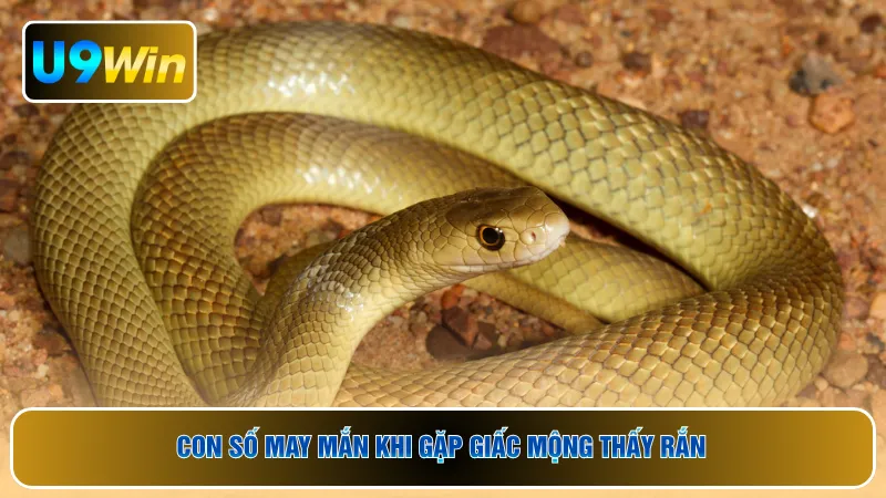 Con số may mắn khi gặp giấc mộng thấy rắn