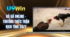 Đá Gà Online - Thưởng Thức Trận Kịch Tính 24/7