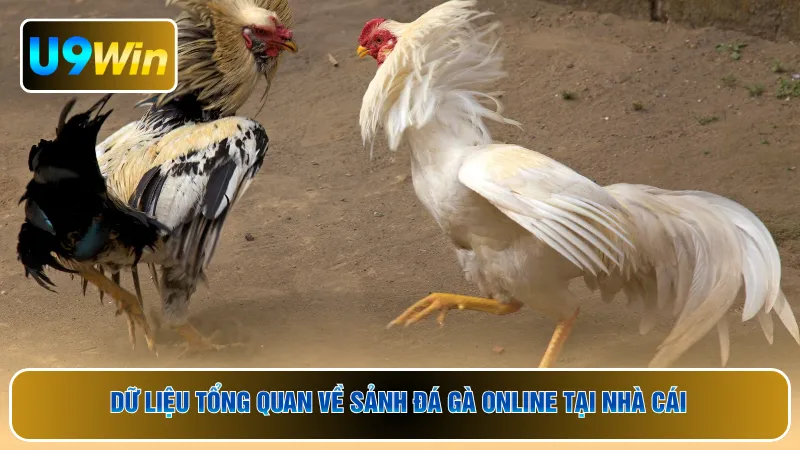 Dữ liệu tổng quan về sảnh đá gà online tại nhà cái