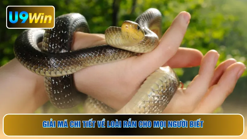 Giải mã chi tiết về loài rắn cho mọi người biết