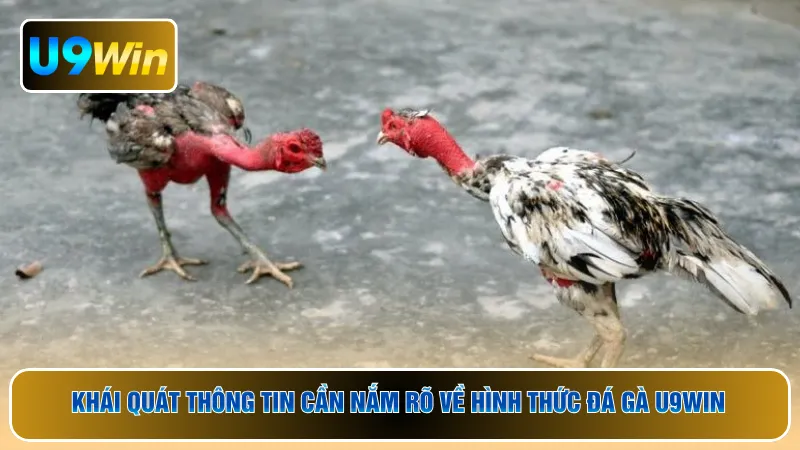 Khái quát thông tin cần nắm rõ về hình thức đá gà U9WIN