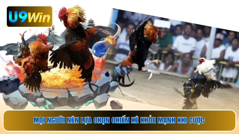 Mọi người nên lựa chọn chiến kê khỏe mạnh khi cược