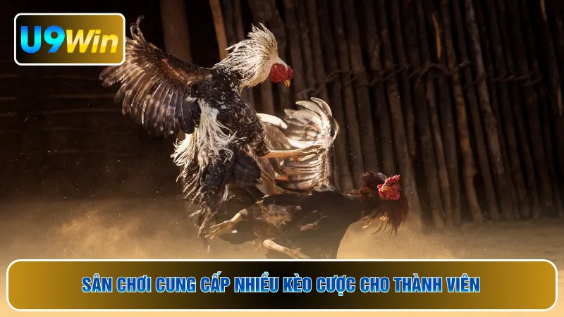 Sân chơi cung cấp nhiều kèo cược cho thành viên