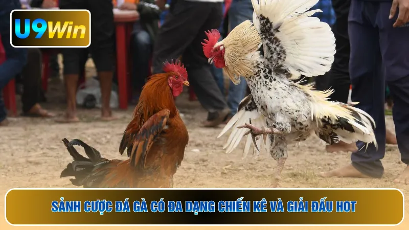 Sảnh cược đá gà có đa dạng chiến kê và giải đấu hot