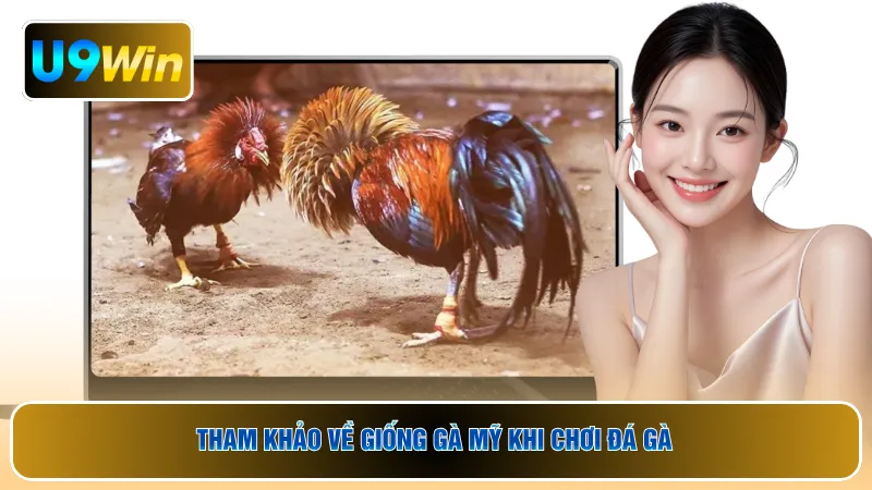 Tham khảo về giống gà Mỹ khi chơi đá gà