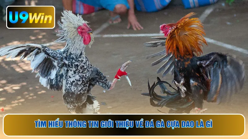 Tìm hiểu thông tin giới thiệu về đá gà cựa dao là gì