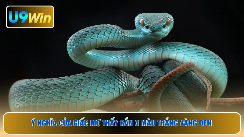 Ý nghĩa của giấc mơ thấy rắn 3 màu trắng vàng đen